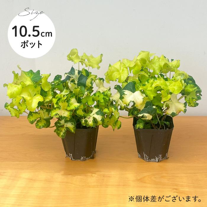 日本花キ流通 観葉植物 ヘデラ ヘリックス ムーンライト10.5cmポット