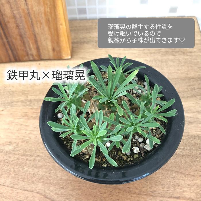 日本花キ流通 多肉植物 caユーフォルビア ガビサン 峨眉山 多肉植物