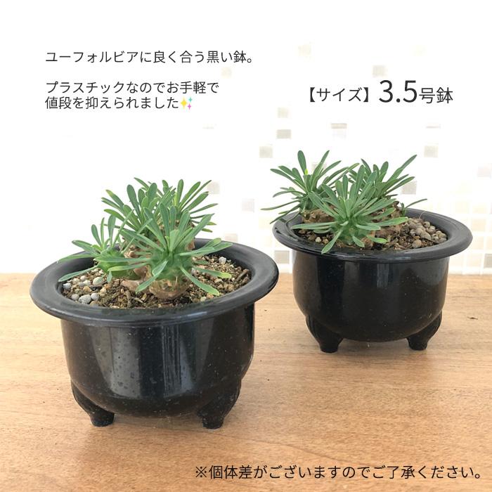 日本花キ流通 多肉植物 caユーフォルビア ガビサン 峨眉山 多肉植物