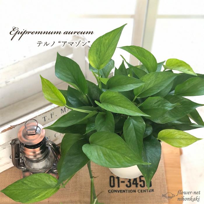 観葉植物 ポトス テルノ No.014 アマゾン 5号鉢 室内 贈り物 観葉植物 ポトス テルノ No.014 アマゾン 5号鉢 室内 贈り物