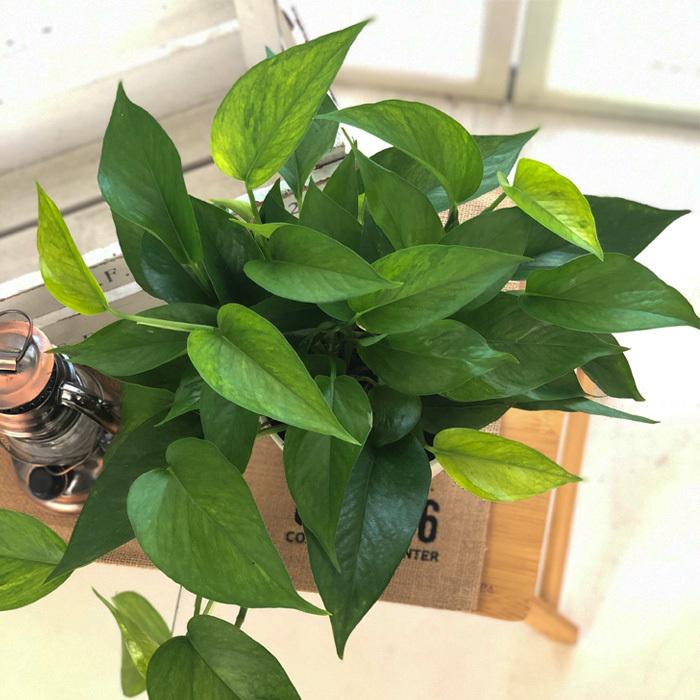 予約販売 ポトス テルノ アマゾン 5号鉢 観葉植物 インテリア おしゃれ 3月上旬以降発送 Z フラワーネット日本花キ流通 通販 Yahoo ショッピング
