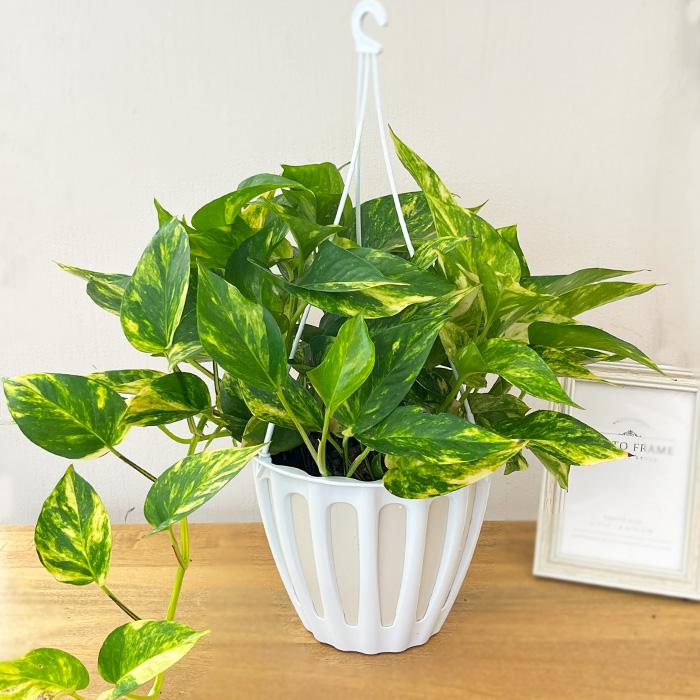 予約販売 観葉植物 ポトス テルノ No.001 バレンシア 5号鉢 吊り鉢