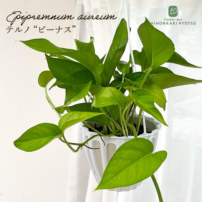 観葉植物 ポトス テルノ No.002 ビーナス 5号鉢 吊り鉢 吊り下げ