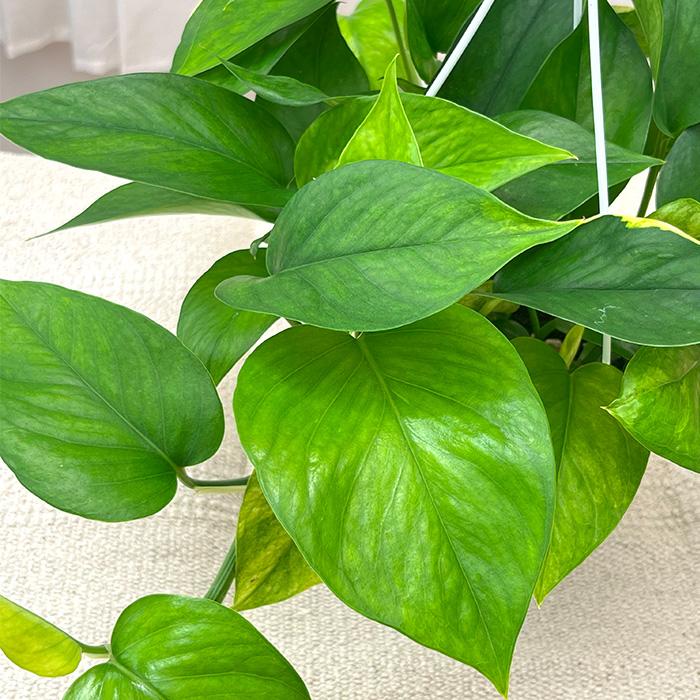 観葉植物 ポトス テルノ No.004 ハナハナ 5号鉢 吊り鉢 吊り下げ