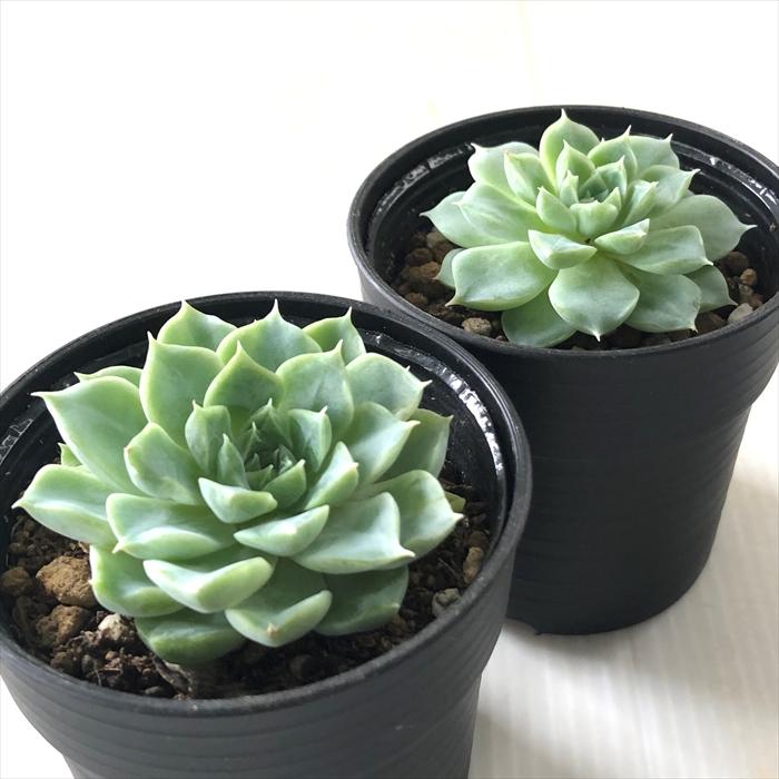 日本花キ流通 多肉植物 hmエケベリア アルビカンスhyb 多肉植物