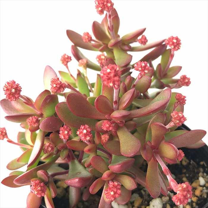 多肉植物 Seクラッスラ 紅稚児 多肉植物 クラッスラ 7 5cmポット Azm Z フラワーネット日本花キ流通 通販 Yahoo ショッピング