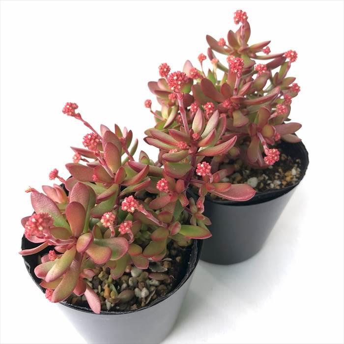 多肉植物　クラッスラ　紅稚児〈A〉　＊同梱割引あり クラッスラ 紅稚児 【多肉植物 3号】｜ 【植物のITANSE】全品
