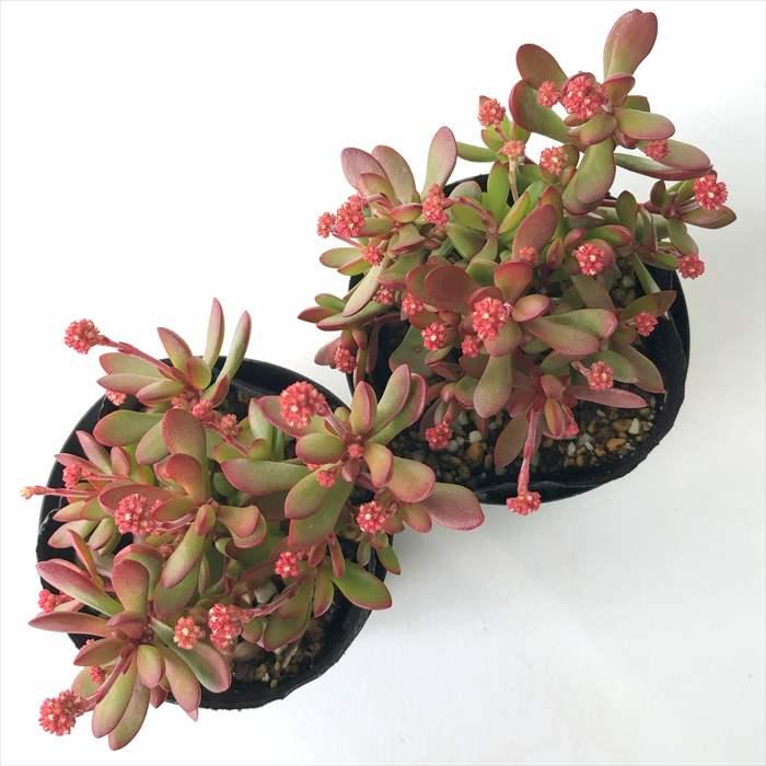 日本花キ流通 多肉植物 seクラッスラ 紅稚児 多肉植物 クラッスラ 7.5