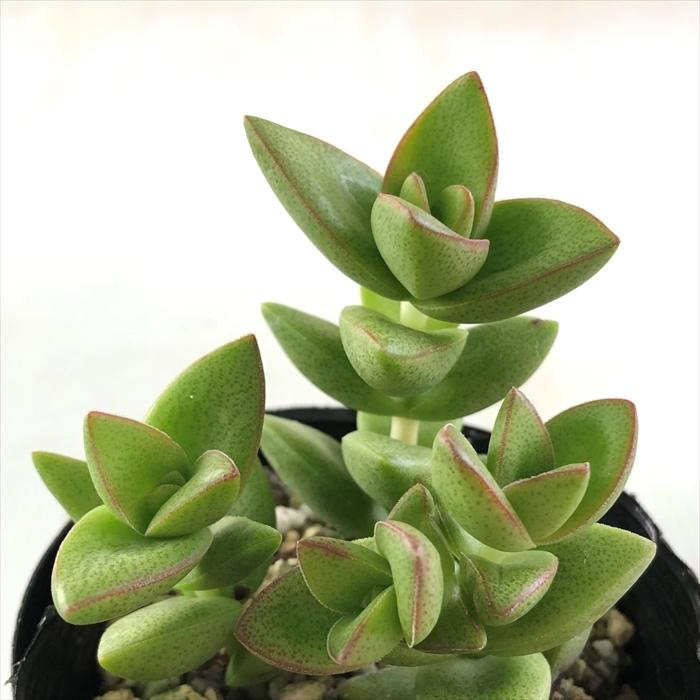 日本花キ流通 多肉植物 seクラッスラ 桜星 クラッスラ 7.5cm 日本花キ流通 多肉植物 seクラッスラ 桜星 クラッスラ 7.5cm