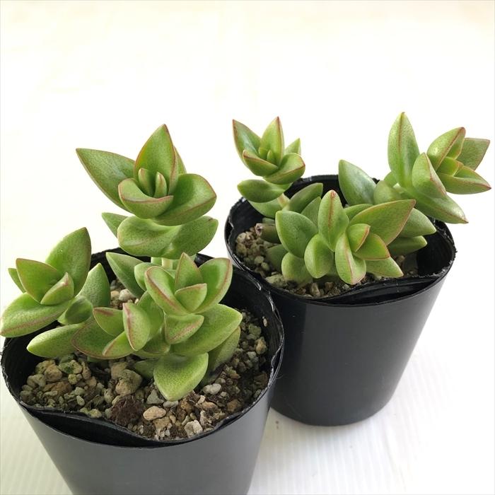 日本花キ流通 多肉植物 seクラッスラ 桜星 多肉植物 クラッスラ 7.5cm