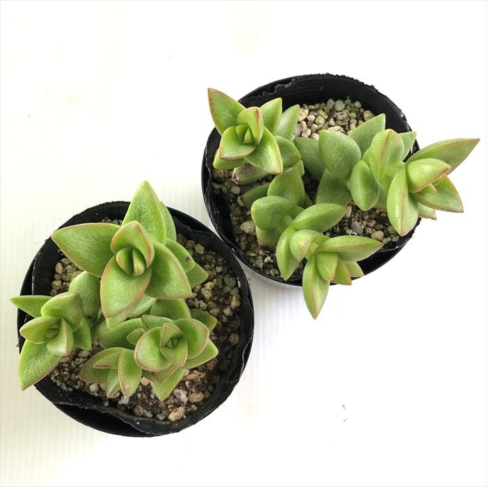 日本花キ流通 多肉植物 seクラッスラ 桜星 多肉植物 クラッスラ 7.5cm
