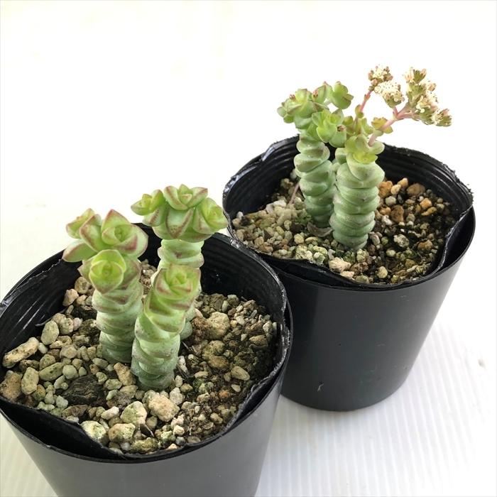日本花キ流通 多肉植物 seクラッスラ 舞乙女 多肉植物 クラッスラ 7.5