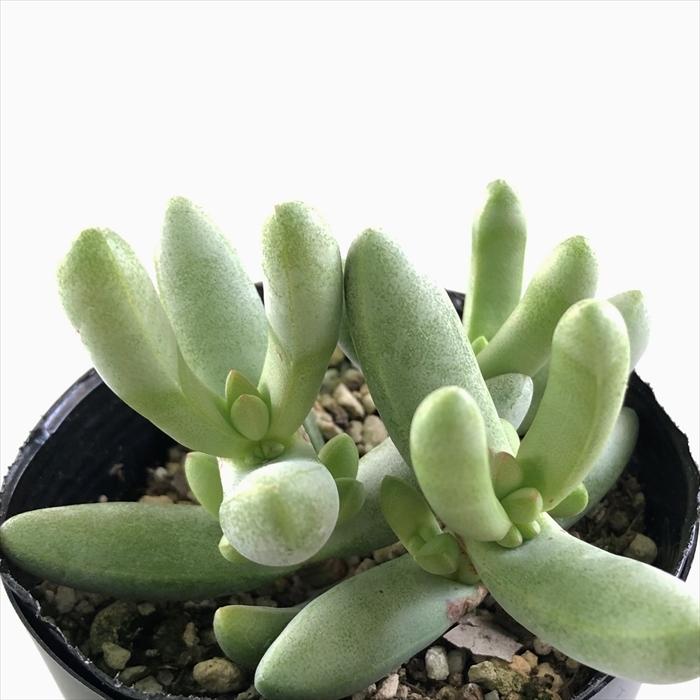 多肉植物 Seクラッスラ ヘレイ 多肉植物 クラッスラ 7 5cmポット Azm Z フラワーネット日本花キ流通 通販 Yahoo ショッピング
