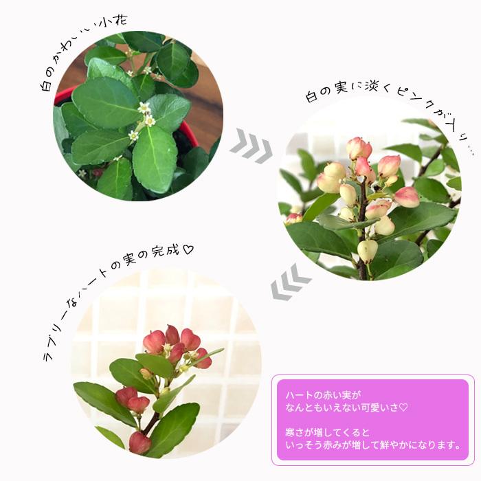 日本花キ流通 ハートが実る木 4号鉢 登録品種 ハートの実 ハリ