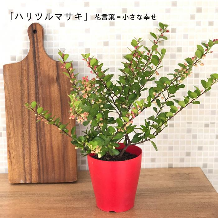日本花キ流通 ハートが実る木 4号鉢 登録品種 ハートの実 ハリ