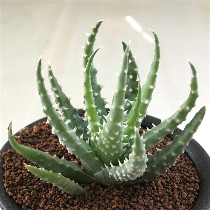 突然変異 アロエ フミリス 斑入り 実生苗 ビザールプランツ 日本花キ流通 多肉植物 osアロエ フミリス おもしろ 多肉植物 9cm