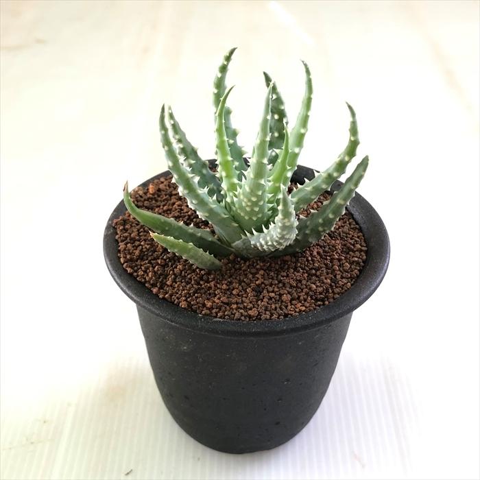 突然変異 アロエ フミリス 斑入り 実生苗 ビザールプランツ 日本花キ流通 多肉植物 osアロエ フミリス おもしろ 多肉植物 9cm