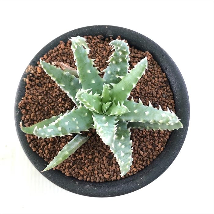 日本花キ流通 多肉植物 osアロエ フミリス おもしろ 多肉植物 9cm