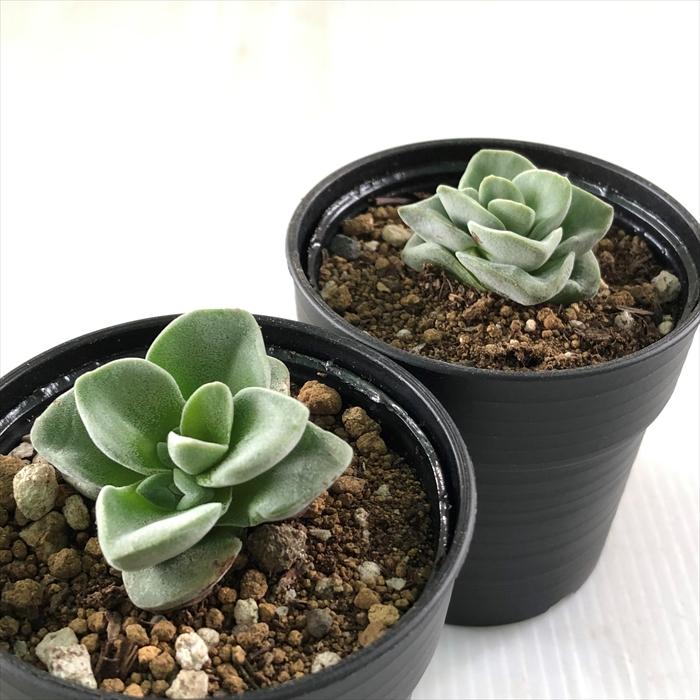 多肉植物 セット販売日、決めました | コキリノSucculents Life