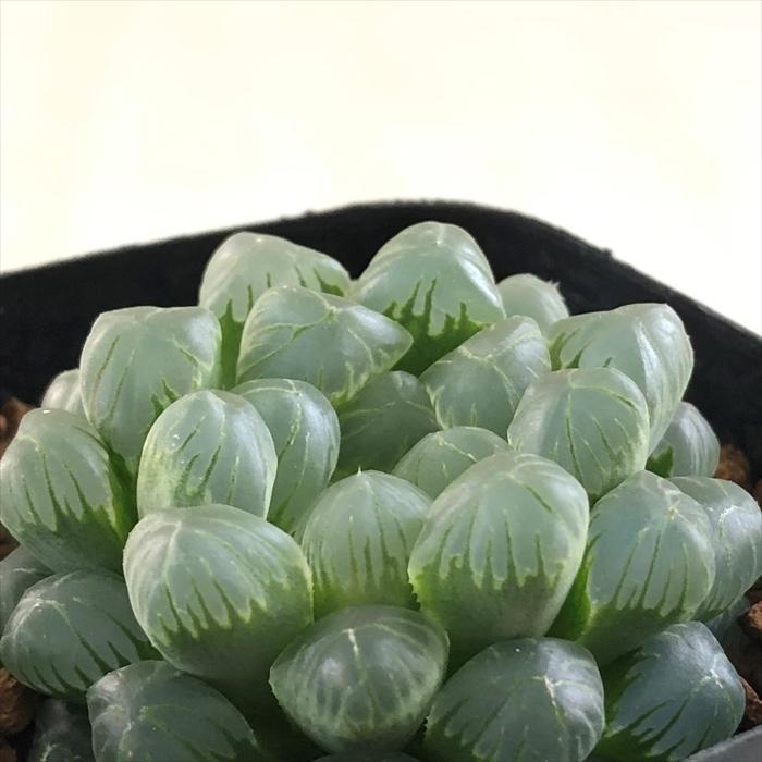 多肉植物 kubハオルチア オブツーサ クーペリー トゥルンカータ ハオルチア 7.5cmポット 価格は安く