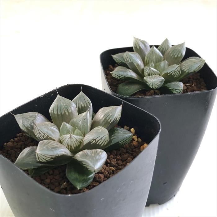 多肉植物 kubハオルチア 巨大紫窓 大紫水晶オブツーサ 多肉植物 ハオルチア 7.5cmポット|flower-net|02