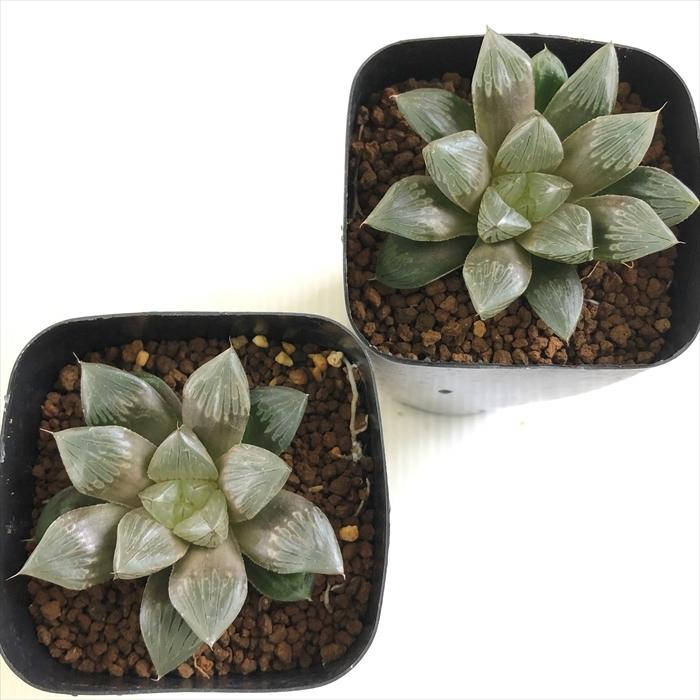 多肉植物 kubハオルチア 巨大紫窓 大紫水晶オブツーサ 多肉植物 ハオルチア 7.5cmポット|flower-net|03