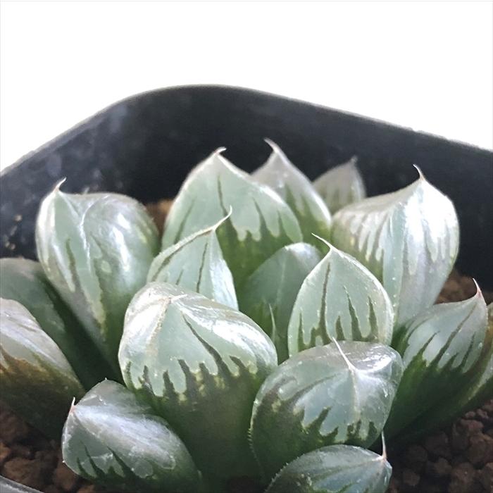 多肉植物 Kubハオルチア パープル水晶オブツーサ 多肉植物 ハオルチア 7 5cmポット Z フラワーネット日本花キ流通 通販 Yahoo ショッピング