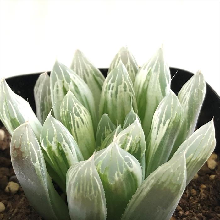 日本花キ流通 多肉植物 kubハオルチア ピリフェラ錦 多肉植物