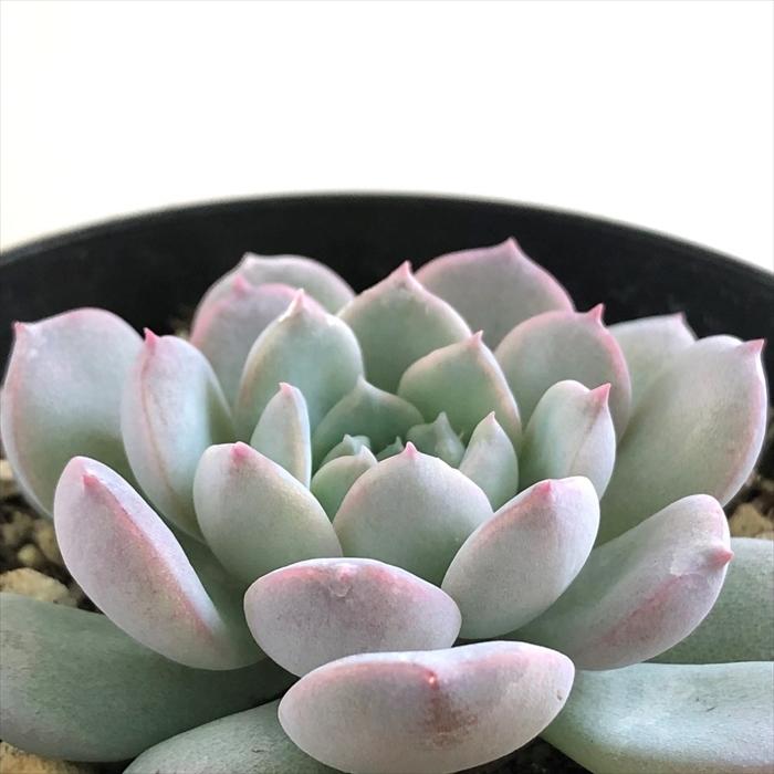 日本花キ流通 多肉植物 skエケベリア アメイジンググレイス 多肉植物