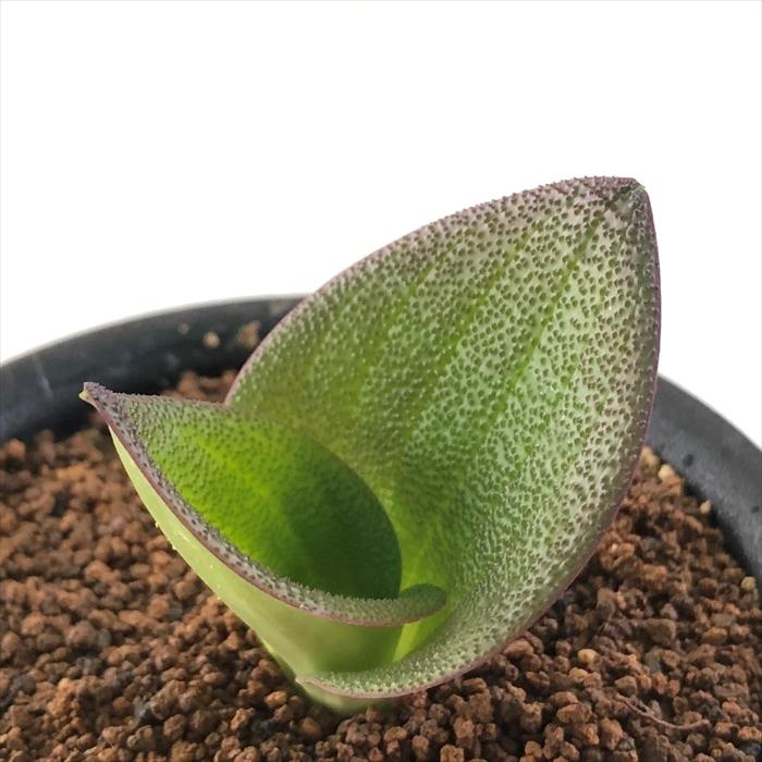 日本花キ流通 多肉植物 osマッソニア プスツラータ おもしろ 多肉植物