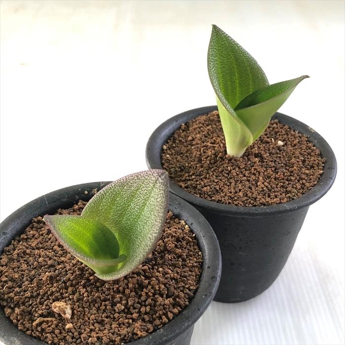 日本花キ流通 多肉植物 osマッソニア プスツラータ おもしろ 多肉植物