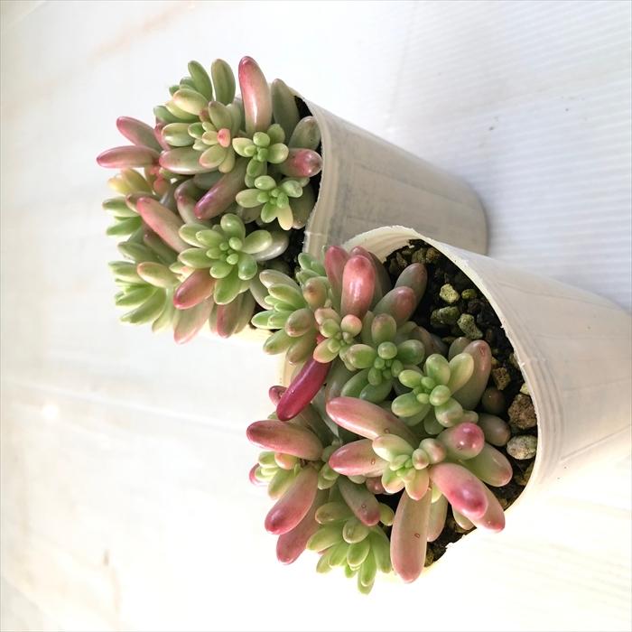 日本花キ流通 多肉植物 sbセダム オーロラ 多肉植物 セダム 7.5cm