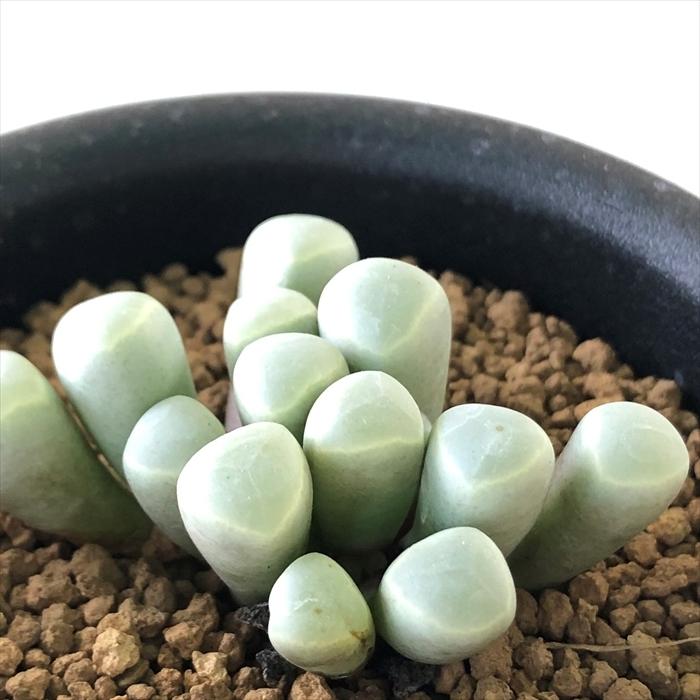 日本花キ流通 多肉植物 caフェネストラリア 朱鈴玉 メセン多肉植物
