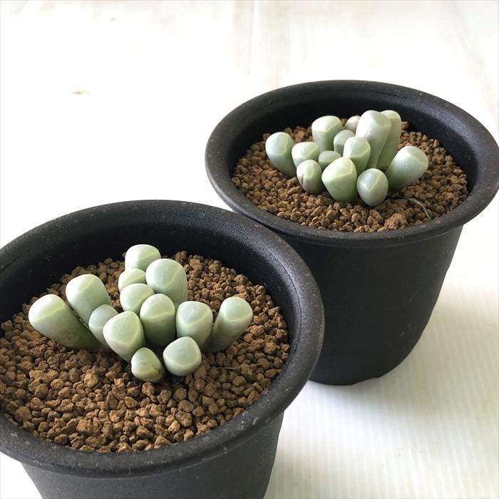 日本花キ流通 多肉植物 caフェネストラリア 朱鈴玉 メセン多肉植物