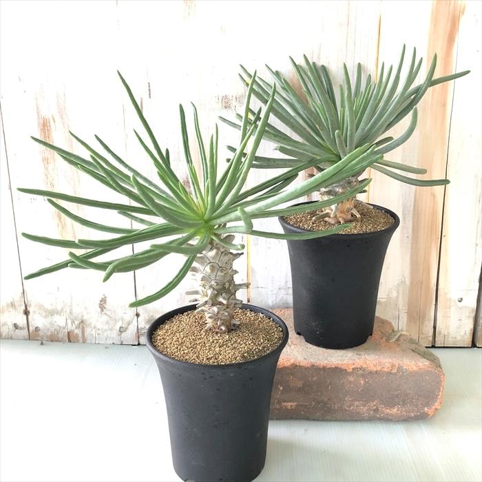 日本花キ流通 多肉植物 caチレコドン ワリチー 奇峰錦 10.5cmポット