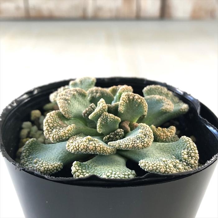 日本花キ流通 多肉植物 seチタノプシス カルカレア(天女 日本花キ流通 多肉植物 seチタノプシス カルカレア(天女