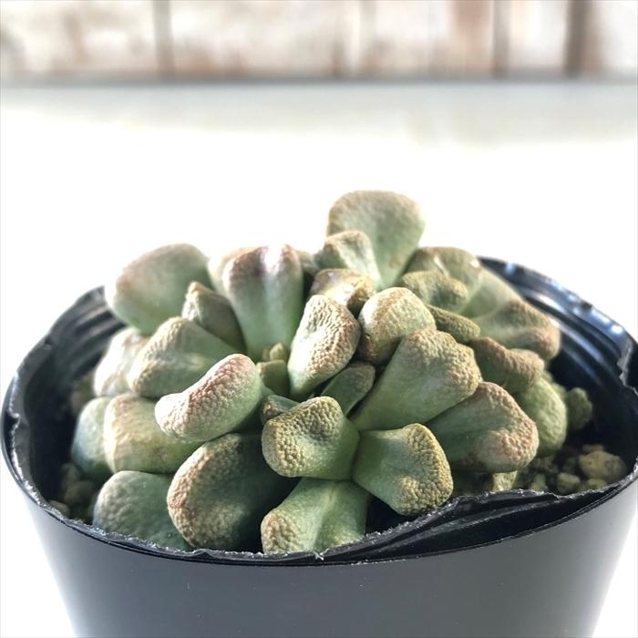 多肉植物 Seアロイノプシス ロスラータ 菱鮫 多肉植物 メセン 7 5cmポット Z フラワーネット日本花キ流通 通販 Yahoo ショッピング