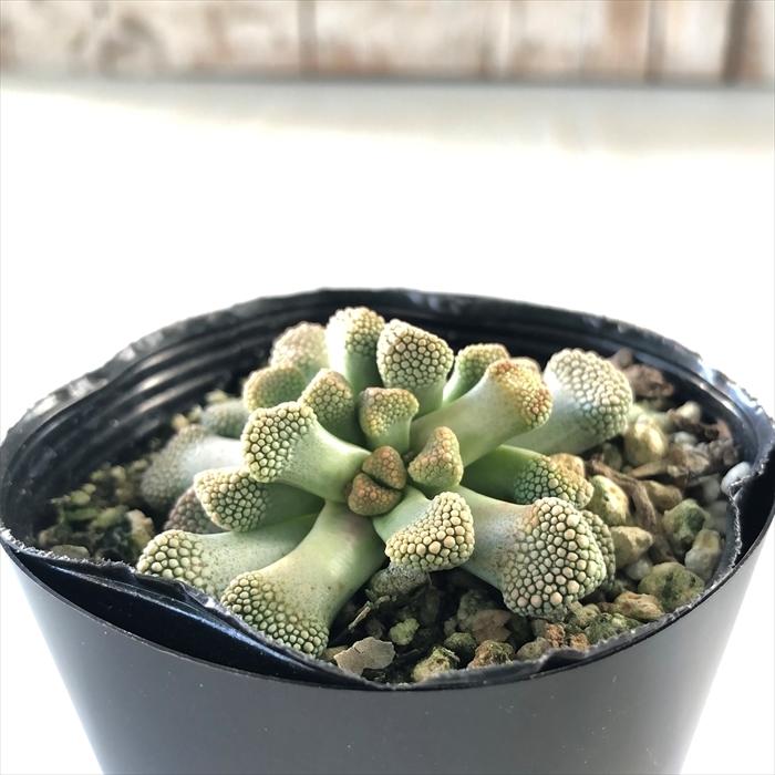 多肉植物 Seチタノプシス プリモシー 天女影 多肉植物 メセン 7 5cmポット Z フラワーネット日本花キ流通 通販 Yahoo ショッピング