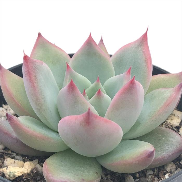 日本花キ流通 多肉植物 skエケベリア コロラータ エケベリア 7.5 日本花キ流通 多肉植物 skエケベリア コロラータ エケベリア 7.5