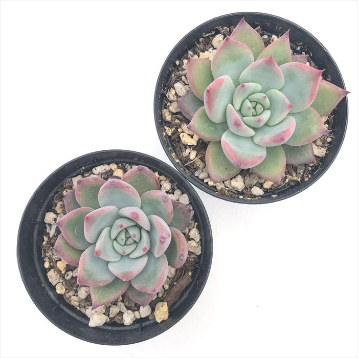 日本花キ流通 多肉植物 skエケベリア コロラータ 多肉植物 エケベリア