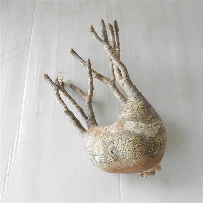 多肉植物 caパキポディウム グラキリス ベアルート株 1112-017 多肉植物 コーデックス 現品販売 現地球