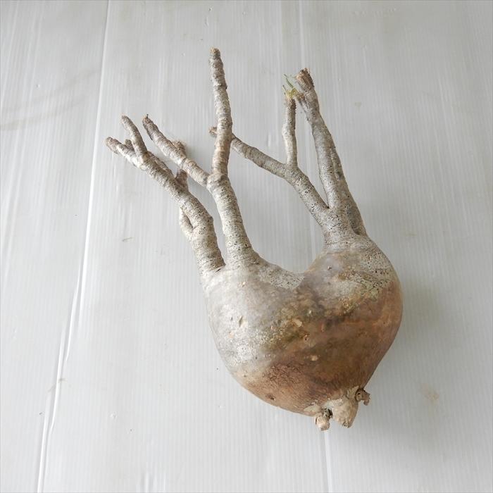 多肉植物 caパキポディウム グラキリス ベアルート株 1112-017 多肉植物 コーデックス 現品販売 現地球 多肉植物