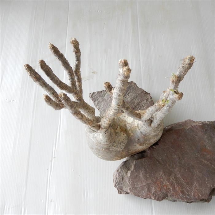 多肉植物 caパキポディウム グラキリス ベアルート株 1112-017 多肉植物 コーデックス 現品販売 現地球 多肉植物