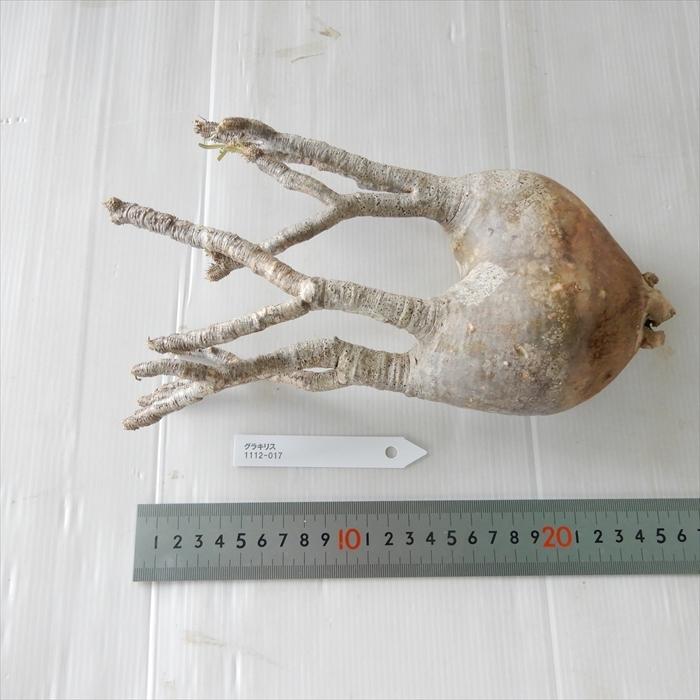 多肉植物 caパキポディウム グラキリス ベアルート株 1112-017 多肉植物 コーデックス 現品販売 現地球 多肉植物