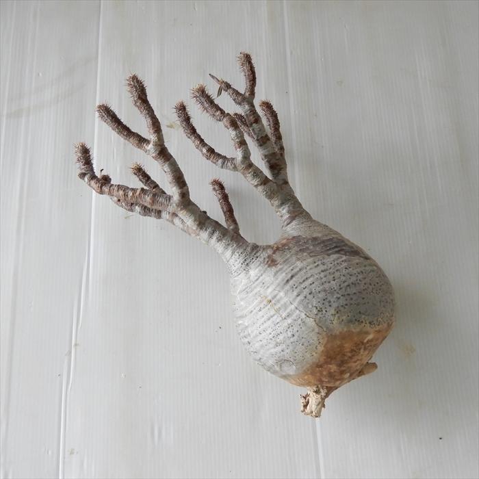 多肉植物 caパキポディウム グラキリス ベアルート株 1112-018 多肉植物 コーデックス 現品販売 現地球 多肉植物