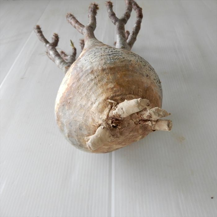 多肉植物 caパキポディウム グラキリス ベアルート株 1112-018 多肉植物 コーデックス 現品販売 現地球 多肉植物