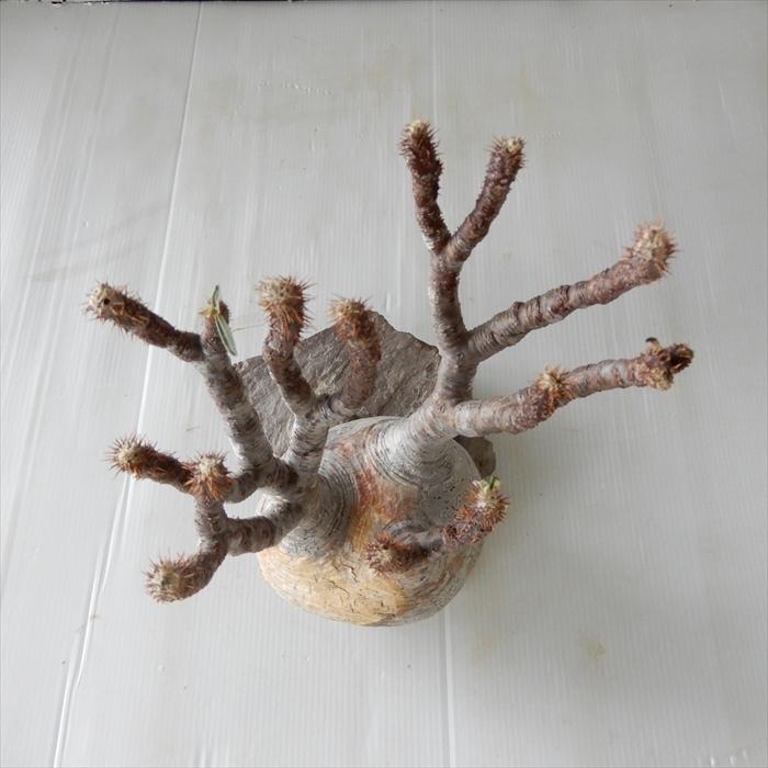 多肉植物 caパキポディウム グラキリス ベアルート株 1112-018 多肉植物 コーデックス 現品販売 現地球 多肉植物