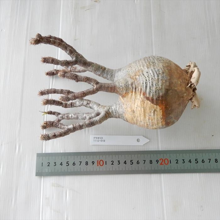 多肉植物 caパキポディウム グラキリス ベアルート株 1112-018 多肉植物 コーデックス 現品販売 現地球 多肉植物