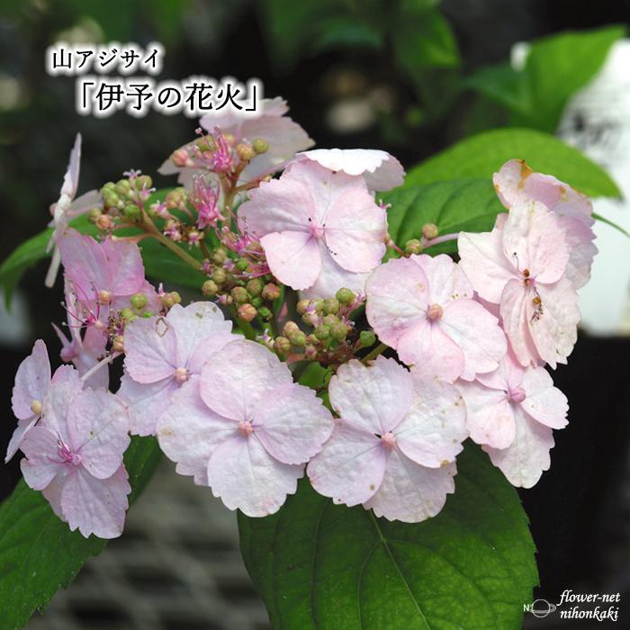 山あじコレクション 伊予の花火 9cmポット 苗 花苗 山アジサイ ヤマアジサイ 山紫陽花 Z フラワーネット日本花キ流通 通販 Yahoo ショッピング