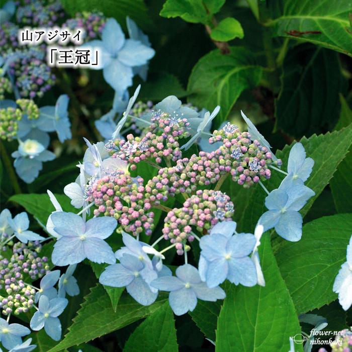 山あじコレクション 王冠 9cmポット 苗 花苗 山アジサイ ヤマアジサイ 山紫陽花 Z フラワーネット日本花キ流通 通販 Yahoo ショッピング